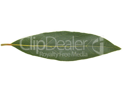 Laurel Bay tree leaf isolated
