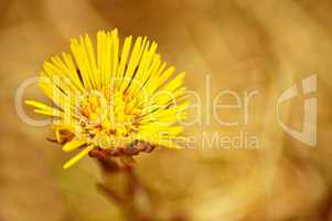 Huflattich, Tussilago farfara