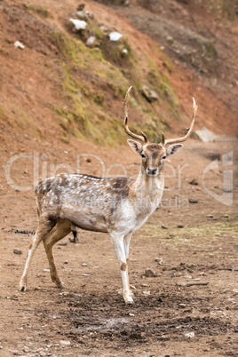 Fallow deer