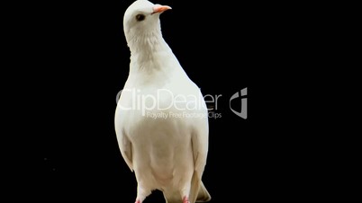 White Pigeon close up
