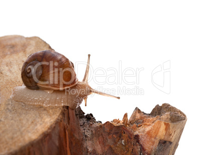 Little snail on pine-tree stump. Isolated on white background
