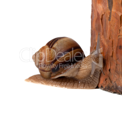 Snail and pine tree