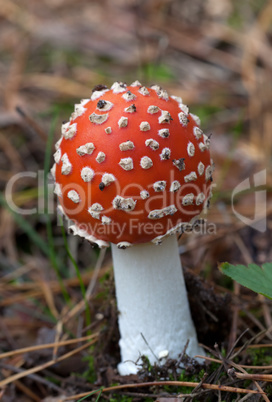 Red amanita muscaria mushroom