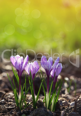 purple crocuses