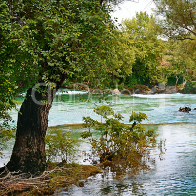 tree on the bank of the great river