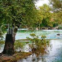tree on the bank of the great river