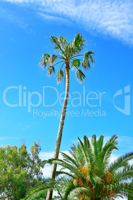 high palm on background of blue sky