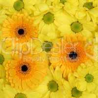 Gelbe Blumen Chrysanthemen Hintergrund Frühling oder Muttertag