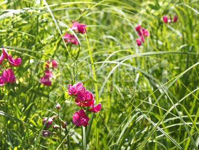Flowering tuberous pea among meadow grasses