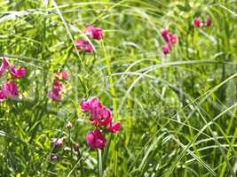 Flowering tuberous pea among meadow grasses