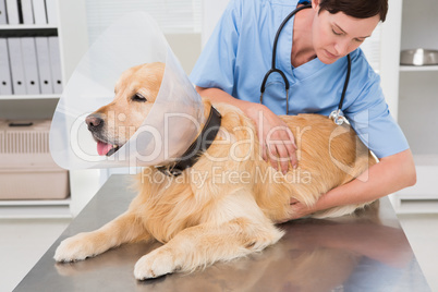 Veterinarian examining a cute dog