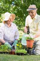 Happy senior couple gardening