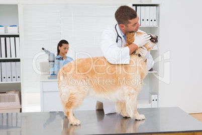 Veterinarian examining teeth of a cute dog