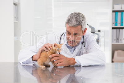 Veterinarian examining a little cat