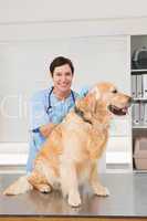 Veterinarian doing injection at a cute dog