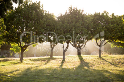 Sunny day in the park