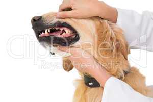 Veterinarian examining teeth of a cute dog