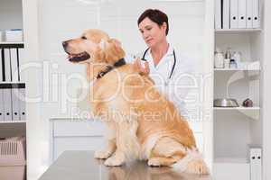 Veterinarian doing injection at a cute dog