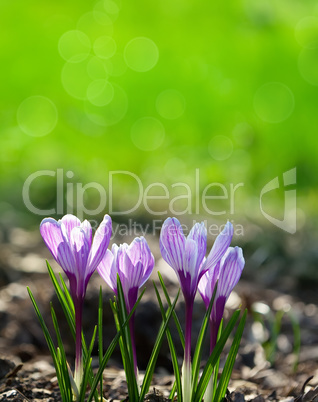 purple crocuses purple crocuses