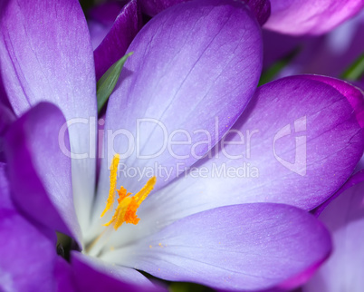 spring crocus