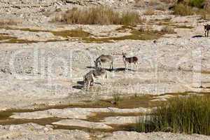 Wildesel im Wadi al Mayh