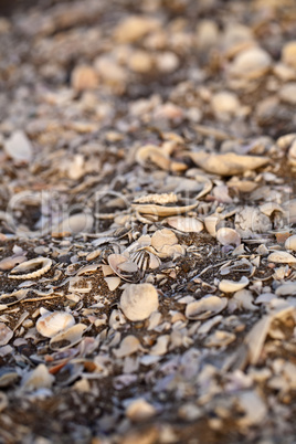 Muscheln am Strand