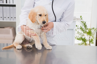 Veterinarian examining a cute dog with a stethoscope