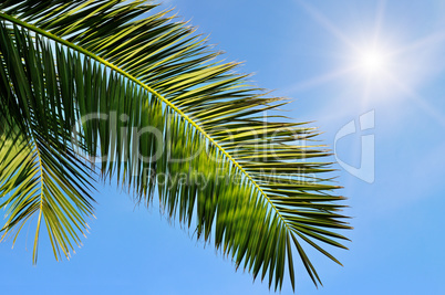 leaves of tropical palm trees and blue sky