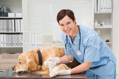 Vet doing a bandage at dog