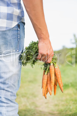 Farmer holding bunch of organic carrots