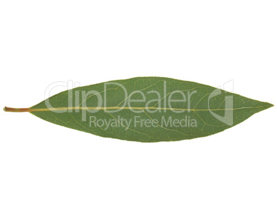 Laurel Bay tree leaf isolated