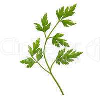 Parsley aka cilantro isolated