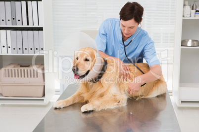 Veterinarian examining a cute dog