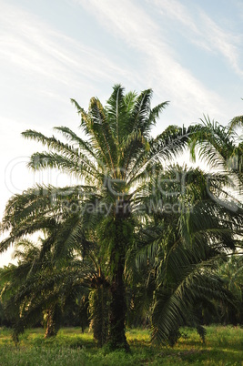 oil palm estate and factor