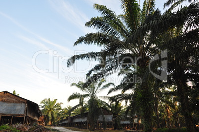 palm oil estate