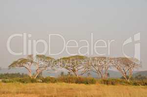 rain trees forest