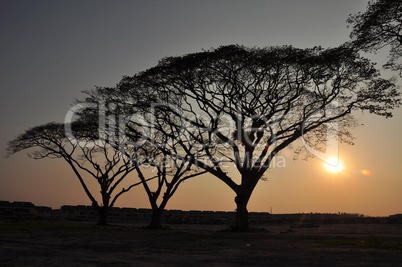 rain trees under the sunset