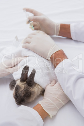 Veterinarians doing injection at a rabbit