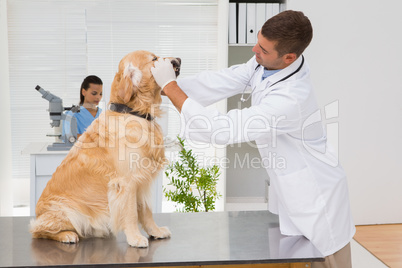 Veterinarian examining teeth of a cute dog