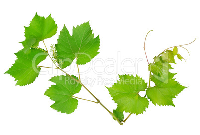 vine and leaves isolated on white background