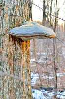 Tinder fungus on a tree
