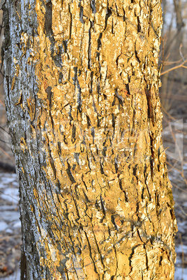 Background from the bark of a tree
