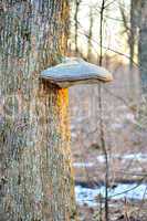 Tinder fungus on a tree
