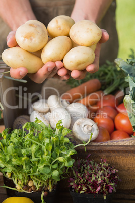 Farmer showing his organic potatoes