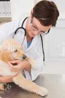 Veterinarian examining a cute dog