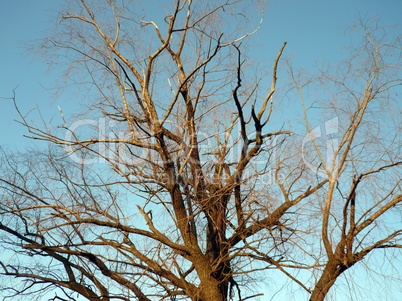 naked tree