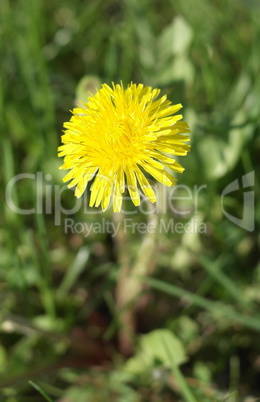 Dandelion at Spring