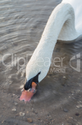 Swan