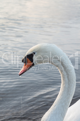 Swan