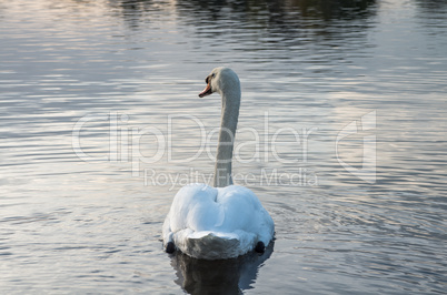 Swan